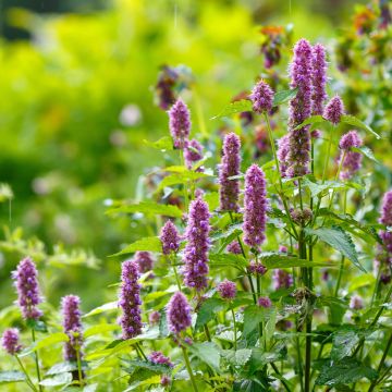 Agastache Arcado Pink (zaad) - Dropplant