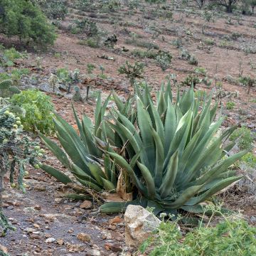 Agave salmiana (zaad) - Vetplant