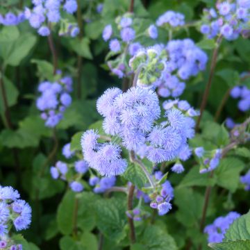 Mexicaantje Bouquet Bleu (zaad) - Ageratum houstonianum