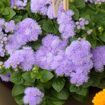 Mexicaantje Aloha F1 Blue (zaad) - Ageratum houstonianum