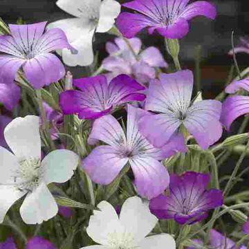 Agrostemma githago Queen Mix (zaad) - Bolderik