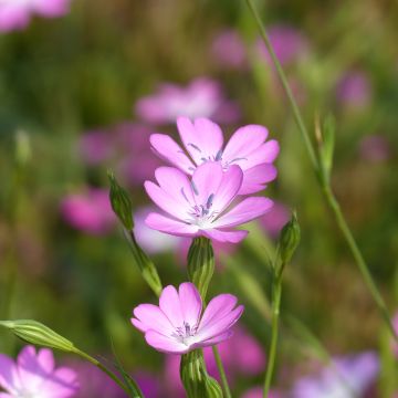 Agrostemma coeli-rosa (zaad) - Bolderik