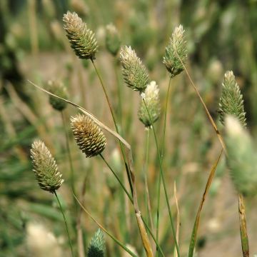 Phalaris canariensis (zaad) - Kanariezaad