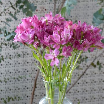 Alstroemeria aurantiaca Devotion (zaad) - Incalelie