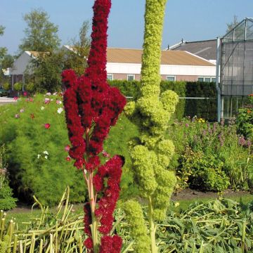 Amaranthus Fat Spike (zaad) - Kattenstaartamarant