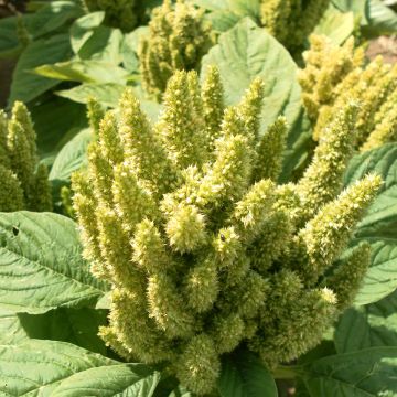 Amaranthus Green Thumb (zaad) - Amarant