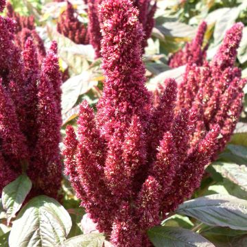 Amaranthus Pygmy Torch (zaad) - Amarant