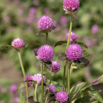 Gomphrena globosa Lavender Lady (zaad) - Kogelamarant