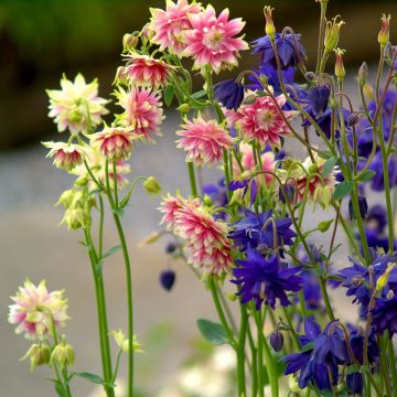 Akelei Barlow Mixture (zaad) - Aquilegia vulgaris