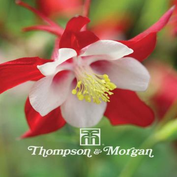 Akelei Red Hobbit (zaad) - Aquilegia caerulea