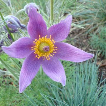 Pulsatilla vulgaris (zaad) - Wildemanskruid