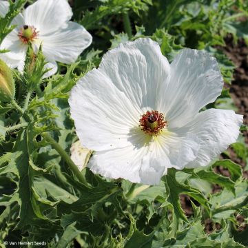 Argemone platyceras (zaad) - Stekelpapaver