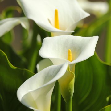 Zantedeschia aethiopica (zaad) - Witte aronskelk