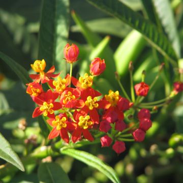 Asclepias curassavica Red Butterfly (zaad) - Frederiksbloem