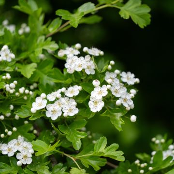 Crataegus monogyna (zaad) - Eenstijlige meidoorn