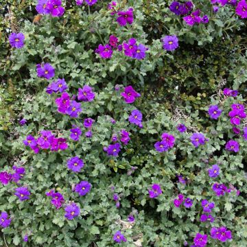 Blauwkussen Purple Cascade F1 (zaad) - Aubrieta