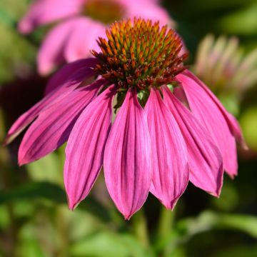 Echinacea purpurea Pow Wow Wild Berry (zaad) - Rode zonnehoed