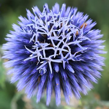 Echinops bannaticus Blue Glow (zaad) - Kogeldistel