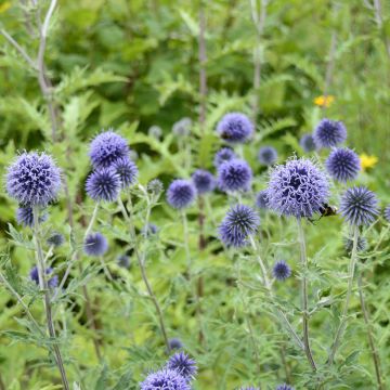 Echinops ritro (zaad) - Kogeldistel