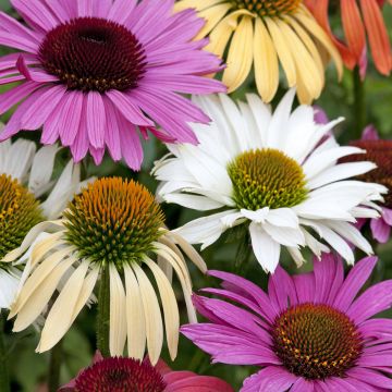 Echinacea Paradiso Tall Mix (zaad) - Rode zonnehoed