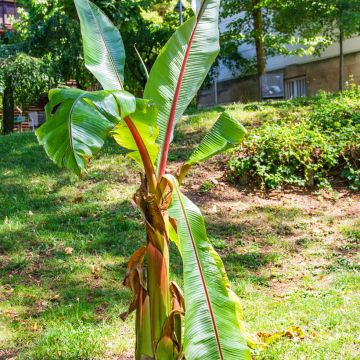 Ensete ventricosum (zaad) - Ethiopische banaan