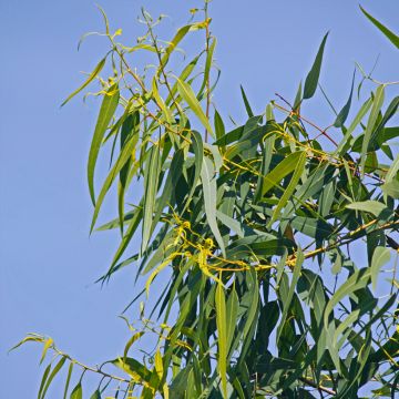 Eucalyptus citriodora Lemon Bush (zaad)