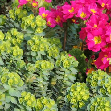 Euphorbia myrsinites (zaad) - Myrtenwolfsmelk