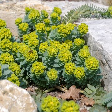 Euphorbia myrsinites (zaad) - Myrtenwolfsmelk