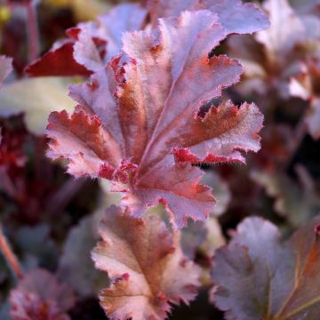 Heuchera hybrida Melting Fire (zaad) - Purperklokje
