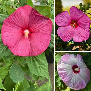 Hibiscus moscheutos Mix (zaad) - Moerashibiscus