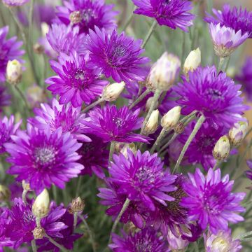 Papierbloem Superbissimum Purpureum (zaad) - Xeranthemum annuum