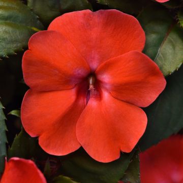 Impatiens Solarscape Orange Burst (zaad) - Vlijtig liesje