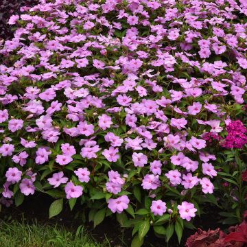 Impatiens Solarscape XL Lilac Spark (zaad) - Vlijtig liesje