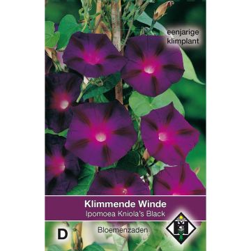 Ipomoea purpurea Kniolas Black (zaad) - Klimmende winde