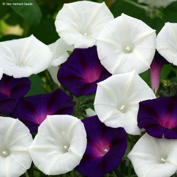 Ipomoea purpurea Shadow Dance (zaad) - Klimmende winde