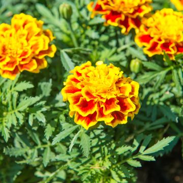 Klein afrikaantje Honeycomb (zaad) - Tagetes patula
