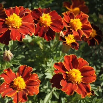 Klein afrikaantje Red Favourite (zaad) - Tagetes patula