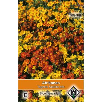 Citroenafrikaantje Starfire (zaad) - Tagetes tenuifolia