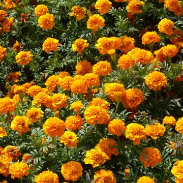 Klein afrikaantje Boy O Boy Orange (zaad) - Tagetes patula