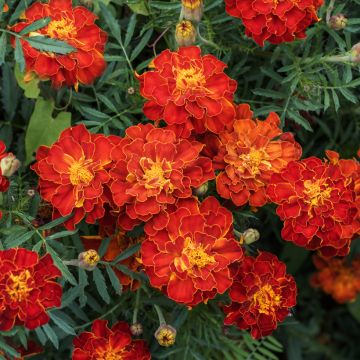 Klein afrikaantje Durango Rood (zaad) - Tagetes patula Klein afrikaantje Durango Rood (zaad) - Tagetes patula