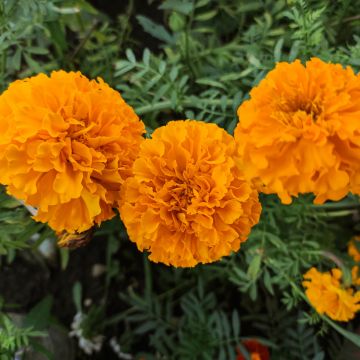 Klein afrikaantje Tangerine (zaad) - Tagetes patula Klein afrikaantje Tangerine (zaad) - Tagetes patula