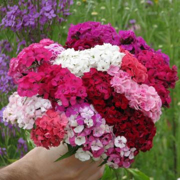 Duizendschoon Etournelle Formula Mix (zaad) - Dianthus barbatus