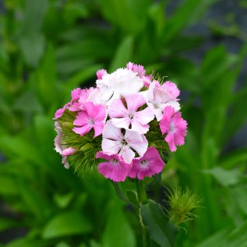 Duizendschoon Flora Pearl Appleblossom (zaad) - Dianthus barbatus