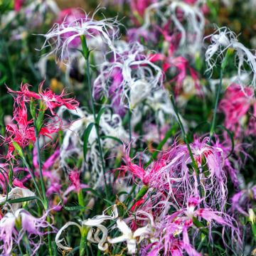 Dianthus superbus Spooky Mix (zaad) - Prachtanjer