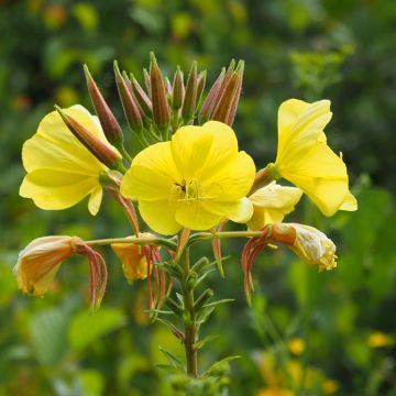 Oenothera biennis (zaad) - Teunisbloem