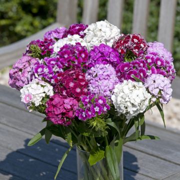 Duizendschoon Hollandia Formula Mix (zaad) - Dianthus barbatus