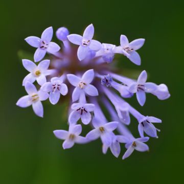 Asperula orientalis (zaad) - Blauwe bedstro