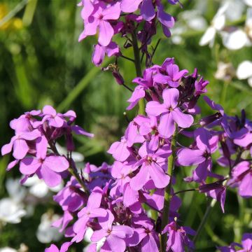 Hesperis matronalis (zaad) - Damastbloem