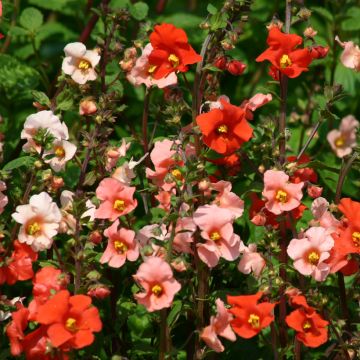 Alonsoa warscewiczii Starlets (zaad) - Maskerbloem