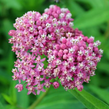 Asclepias incarnata Roze (zaad) - Rode zijdeplant